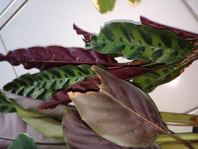 Tanaman Asoka Bunga Merah / Tanaman Soka Bangkok