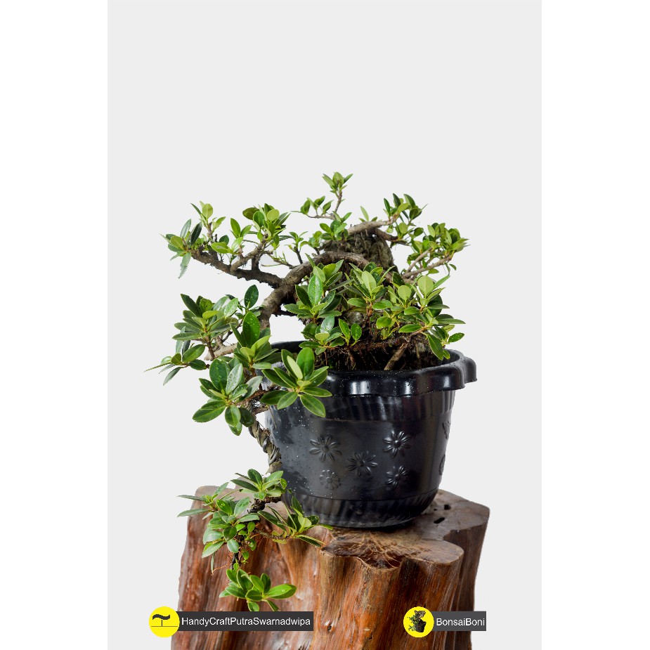 Bonsai Beringin Dollar
