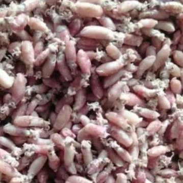 

Baby Cumi Super 250gr