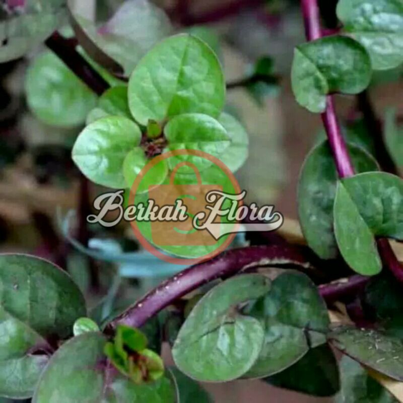 bibit tanaman herbal binahong/pohon binahong/tanaman herbal binahong