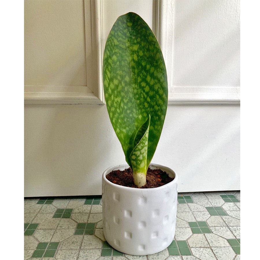 Lidah Mertua Sansevieria Sansivera Sansiviera Sensiviera Masoniana Giant Centong Jumbo LM-MS-1020