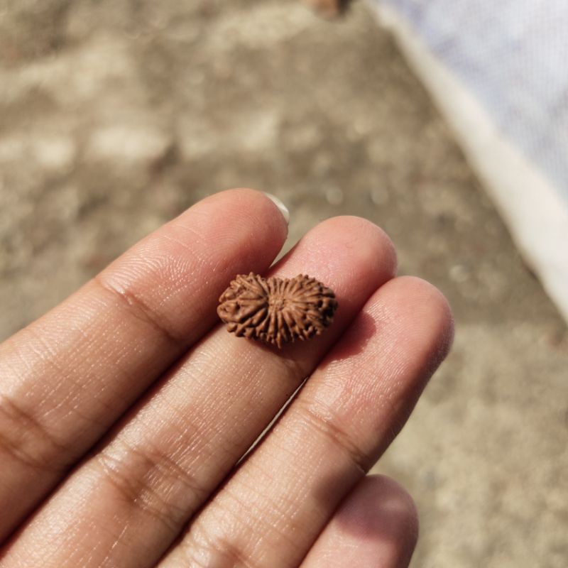 Mukhi 17 rudraksha original