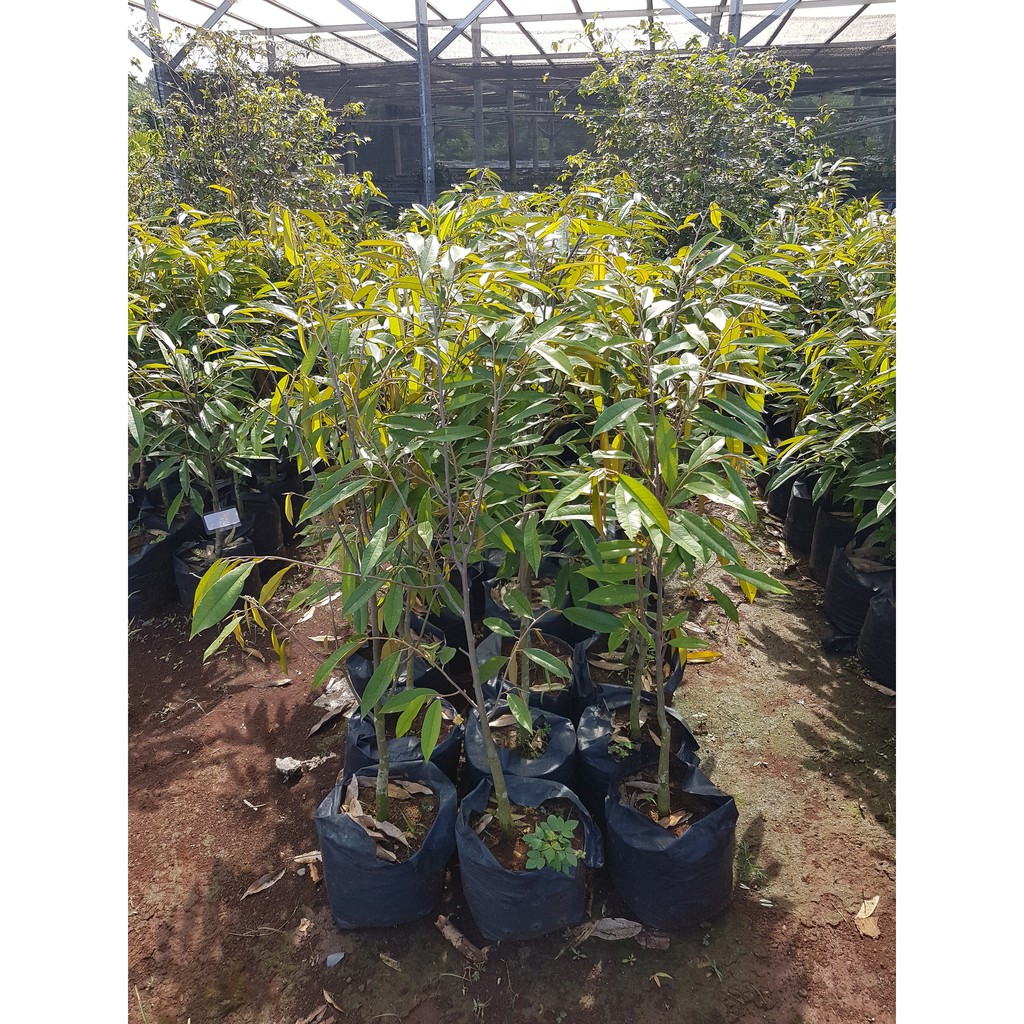 Terlaris Bibit Durian Musangking Size (m) 8lNGGlS0BJAYe