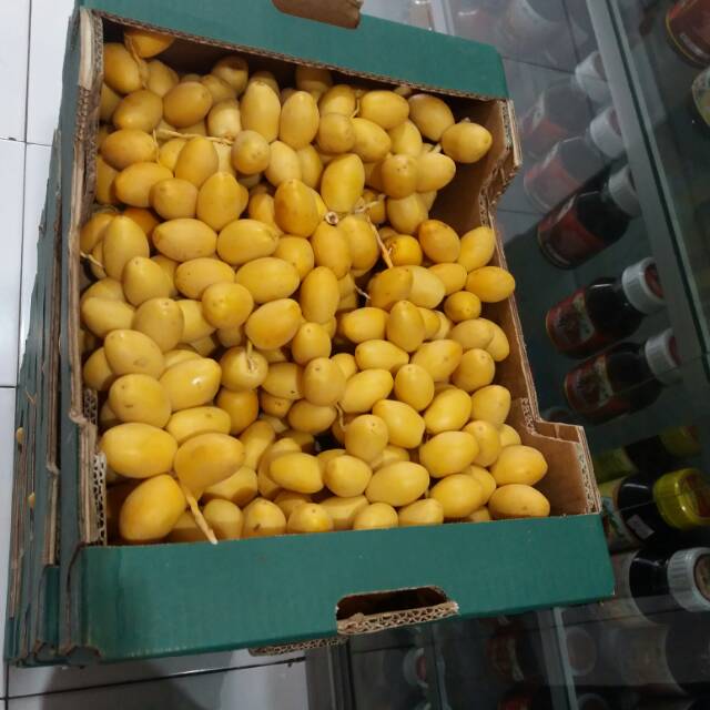 

Kurma muda