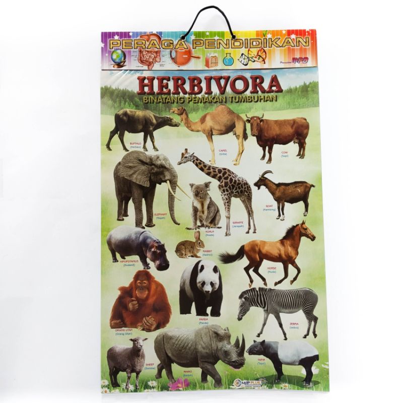 

poster Anak ,poster Hewan Herbivora Best seller,mapplus