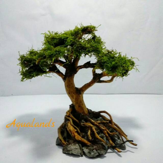 Bonsai Aquascape Reguler Akar Kayu Rasamala Moss Weeping Shopee Indonesia