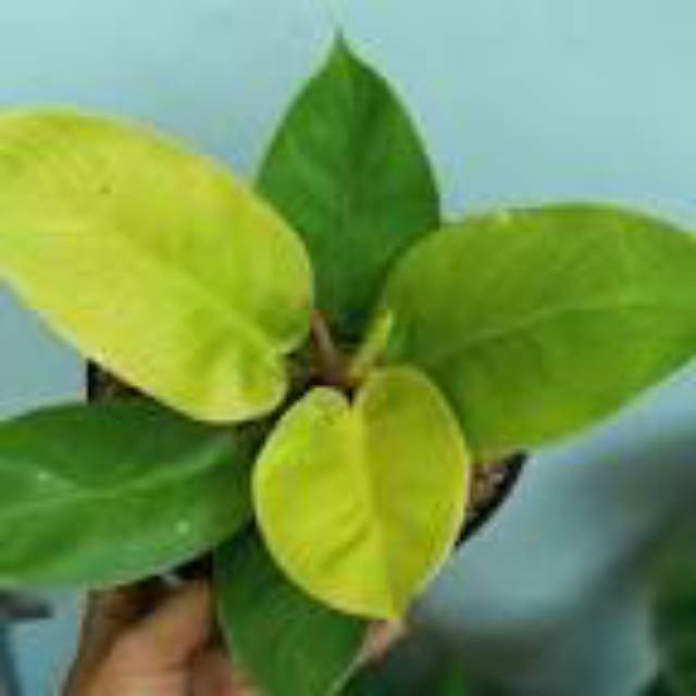 Tanaman hias philo moon light ( Philo Lemon )