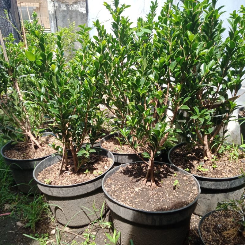 BAHAN BONSAI FICUS ELEGAN PECAH BATANG/PECAH 4