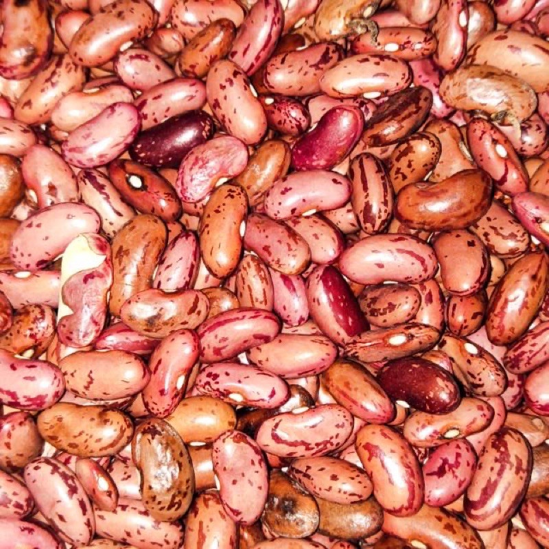 

Kacang Merah Jogo 250 gr Pasar Segar Depok