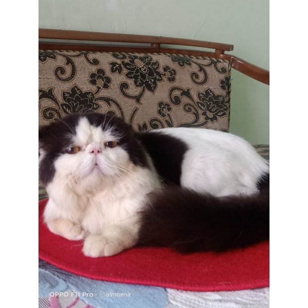 Kucing Peaknose Jantan 1,5 Bulan