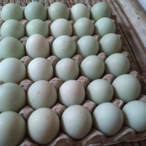 

Telur bebek berkualitas