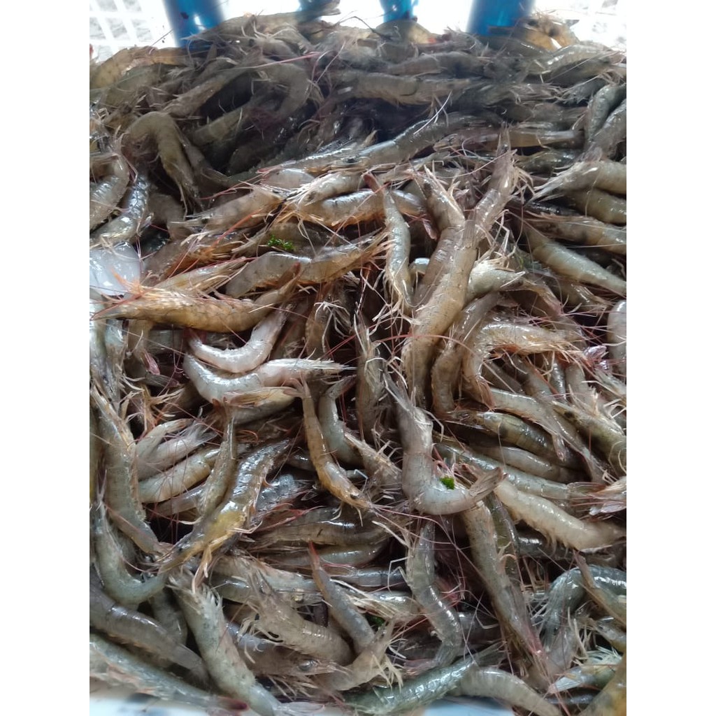 

Udang Api Segar dan Hidup 1KG