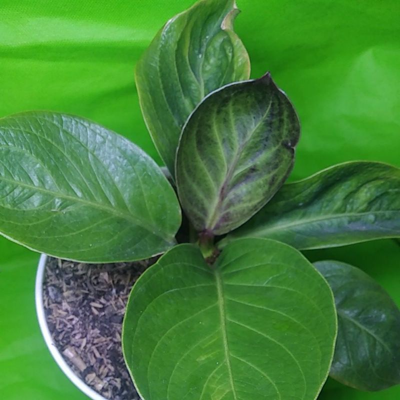 jemani mangkok remaja