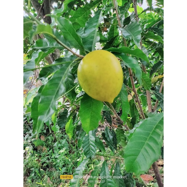 bibit sawo abiu pohon sawo abiu/albiu buah sawo Australia manis siap berbuah