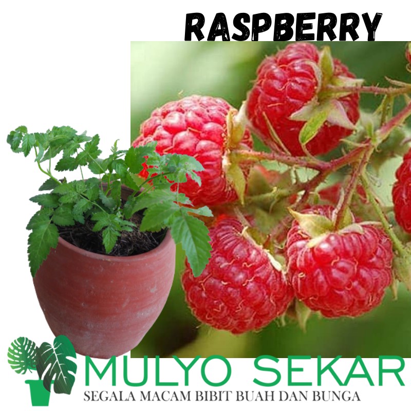 Bibit Tanaman Buah Raspberry Merah Rimbun Tanaman Berry