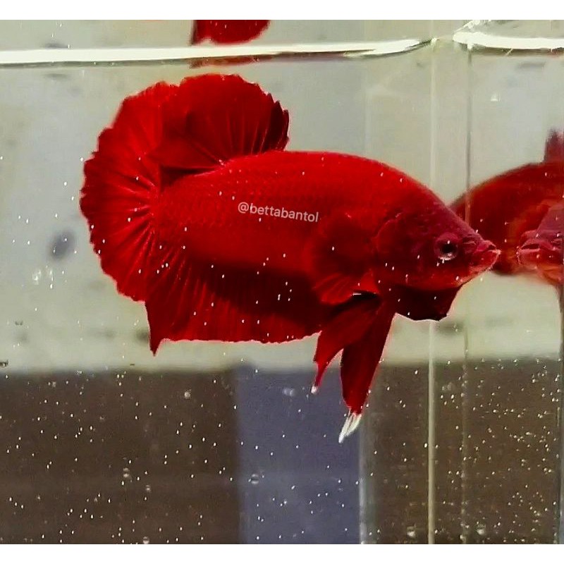 

Ikan Cupang Solid/Super Red/Royal Blue/Super Black/White Platinum/Yellow Banana/Soft Gold/Whitescale