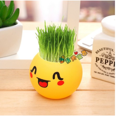  Pot  Rumput Lucu Mini H112 Motif Emoticon Emoji  BOX Untuk 