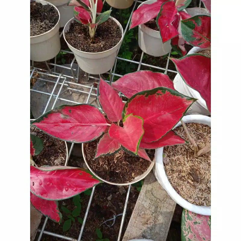 PROMOpaketan aglonema bonggol,lotus ,Khanza,suksom jaipong,dan bibit aglonema suksom jaipong