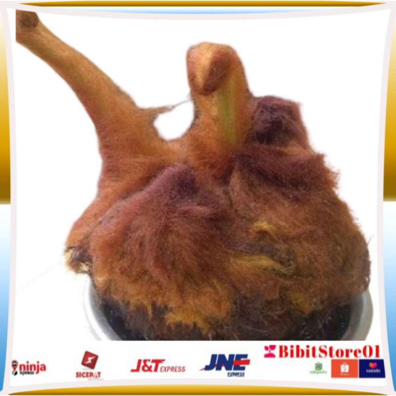 PAKIS BULU MONYET/KERA PAKIS HIAS-tanaman hias pakis monyet