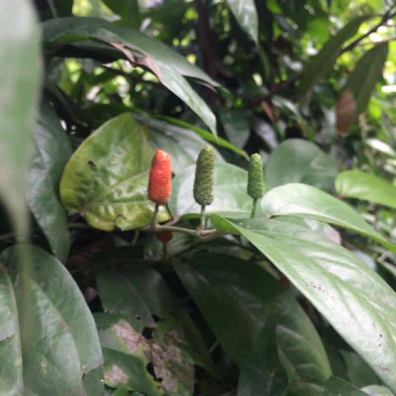 bibit tanaman cabai obat