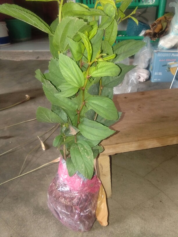 Promo 3 Pohon Bibit Bidara Arab / Terapi Rukyah