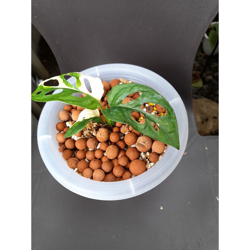 Monstera Adansonii Variegata Jepang (janda bolong variegata)