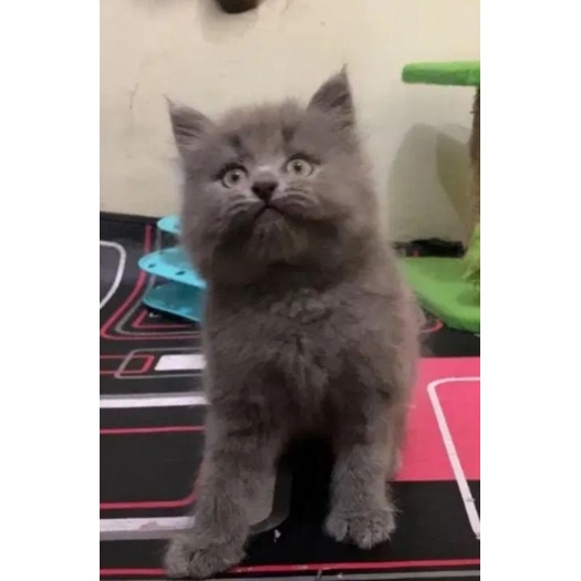 kucing kitten british mix