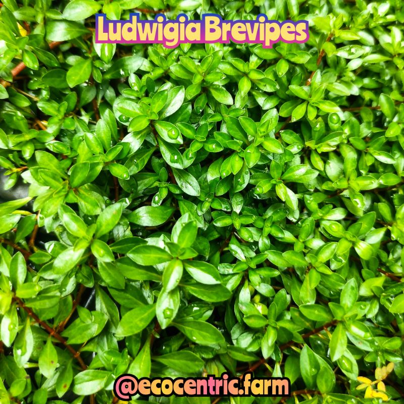 Tanaman Aquascape Ludwigia Brevipes Emersed