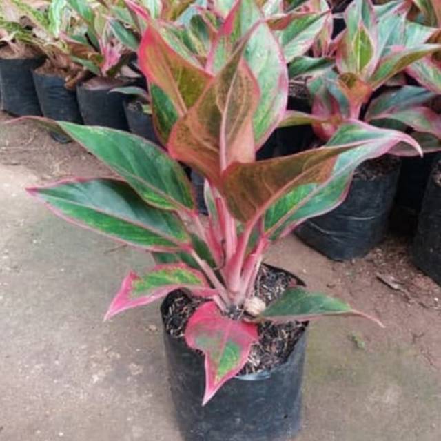 Pohon Aglonema Lipstik - Tanaman Hias Aglonema Lipstik