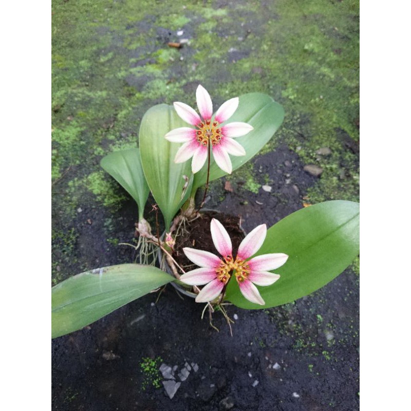 anggrek bulbophyllum lepidum
