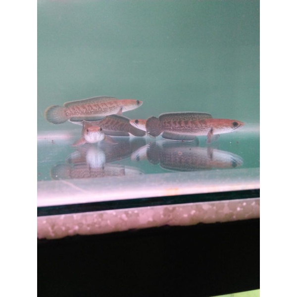 STEWARTI KARBI FULL DOT