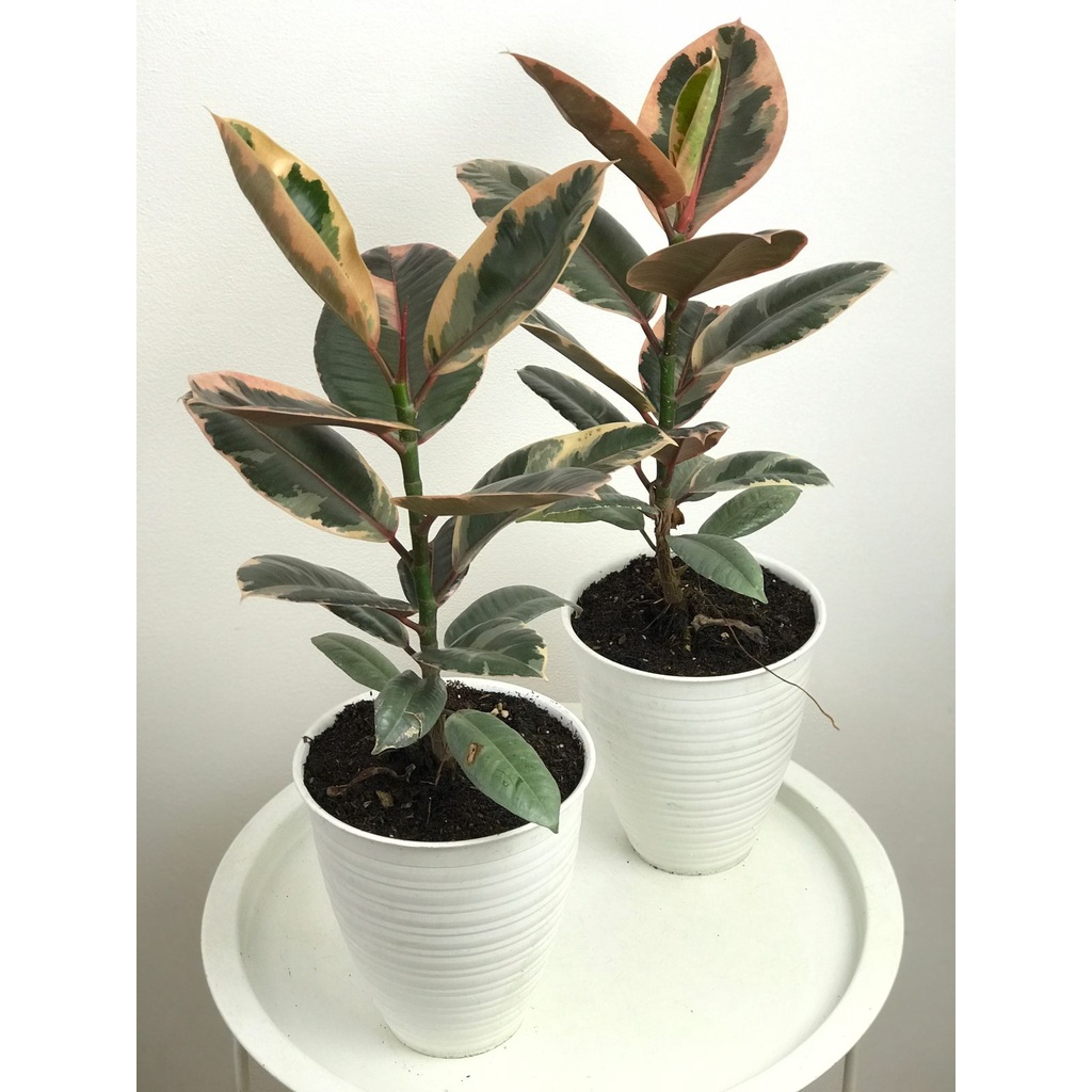 Ficus Elastica Ruby Besar