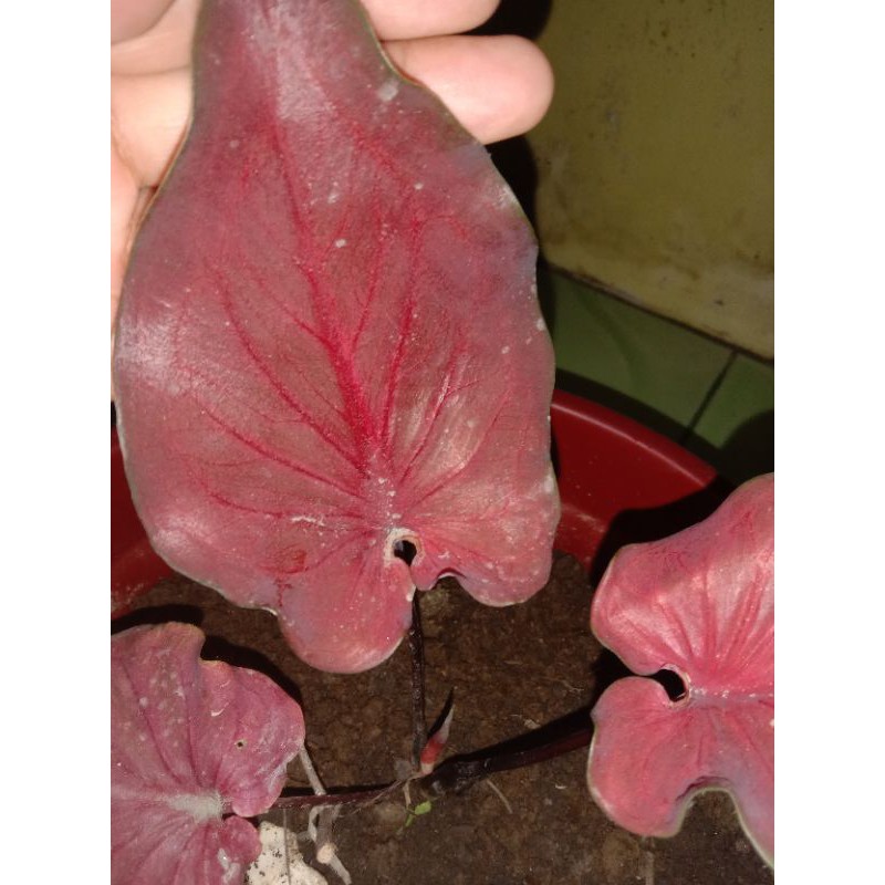

Makanan Ringan Umbi/ Red Pelita (Ukuran Biji Kemiri)