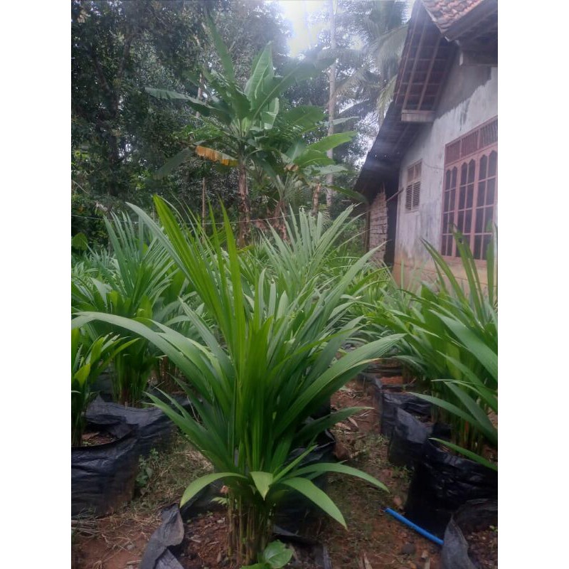 

palem