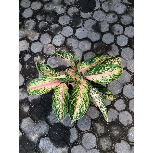 Aglaonema serena rumpun 3