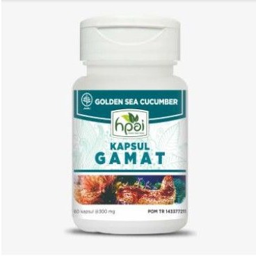 GAMAT | GOLDEN SEA CUCUMBER