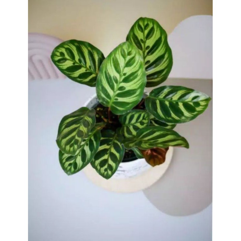 Tanaman hias calathea makoyana - calathea makoyana