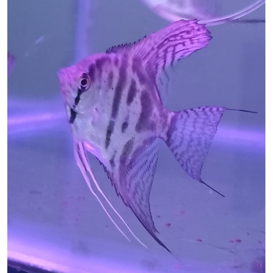 Ikan manfish clown size L