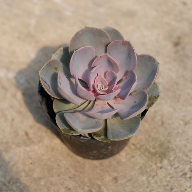 Sukulen Echeveria Perle Von Nurnberg