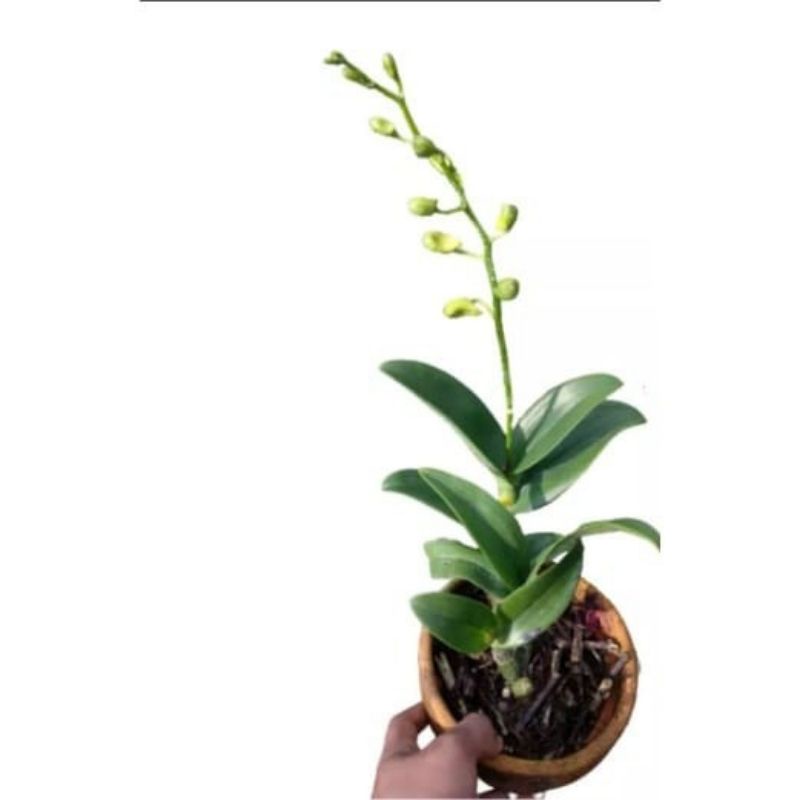 anggrek dendrobium sudah berbunga dewasa (tanaman hidup-bunga hidup_hiasan rumah)