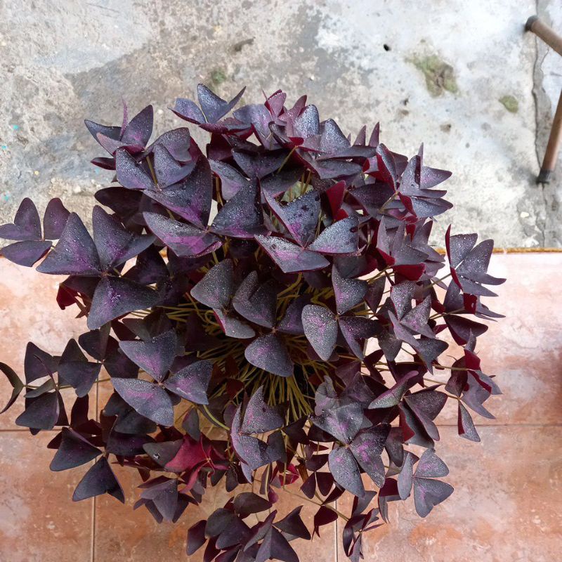 Bunga kupu kupu (oxalis) cantik