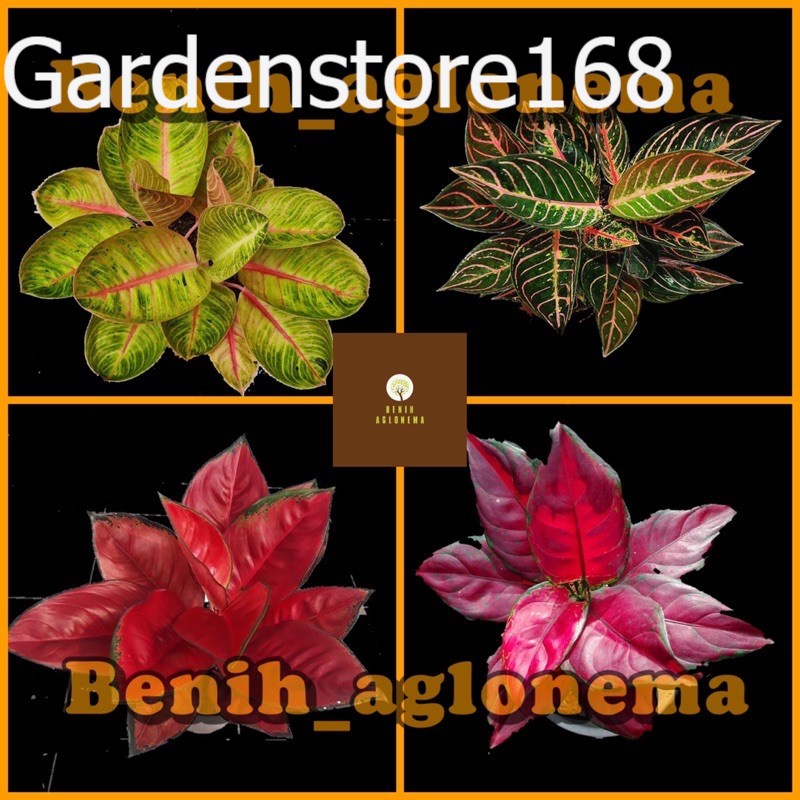 Promo Baru 4 Bibit Aglonema black maroon, red sumatra, suksom, goliath Bibit asli original