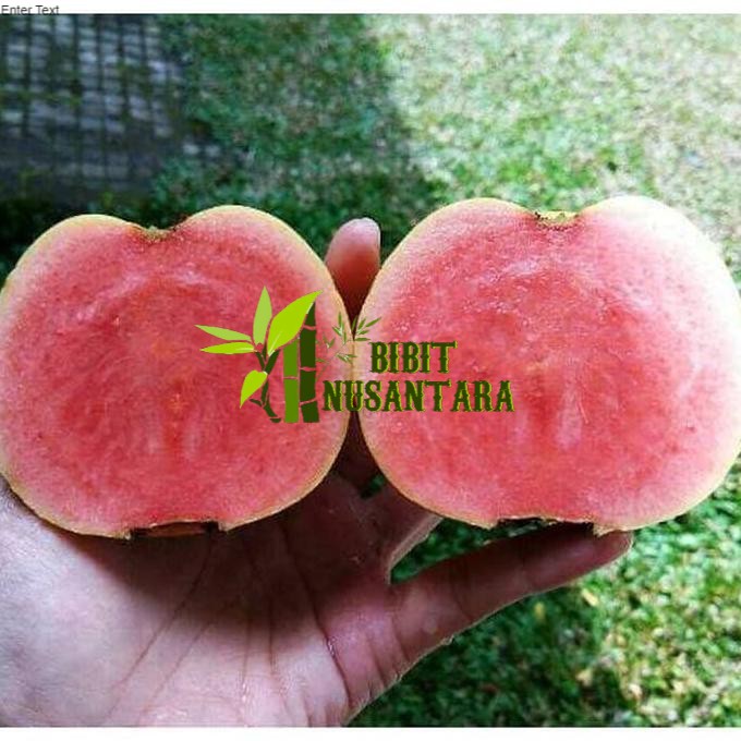 Bibit jambu kristal merah super // Berat 400 gram, 1kg muat 3 bibit