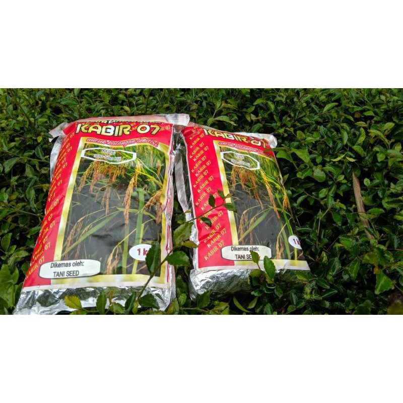 Terlaris Benih Padi kabir 07