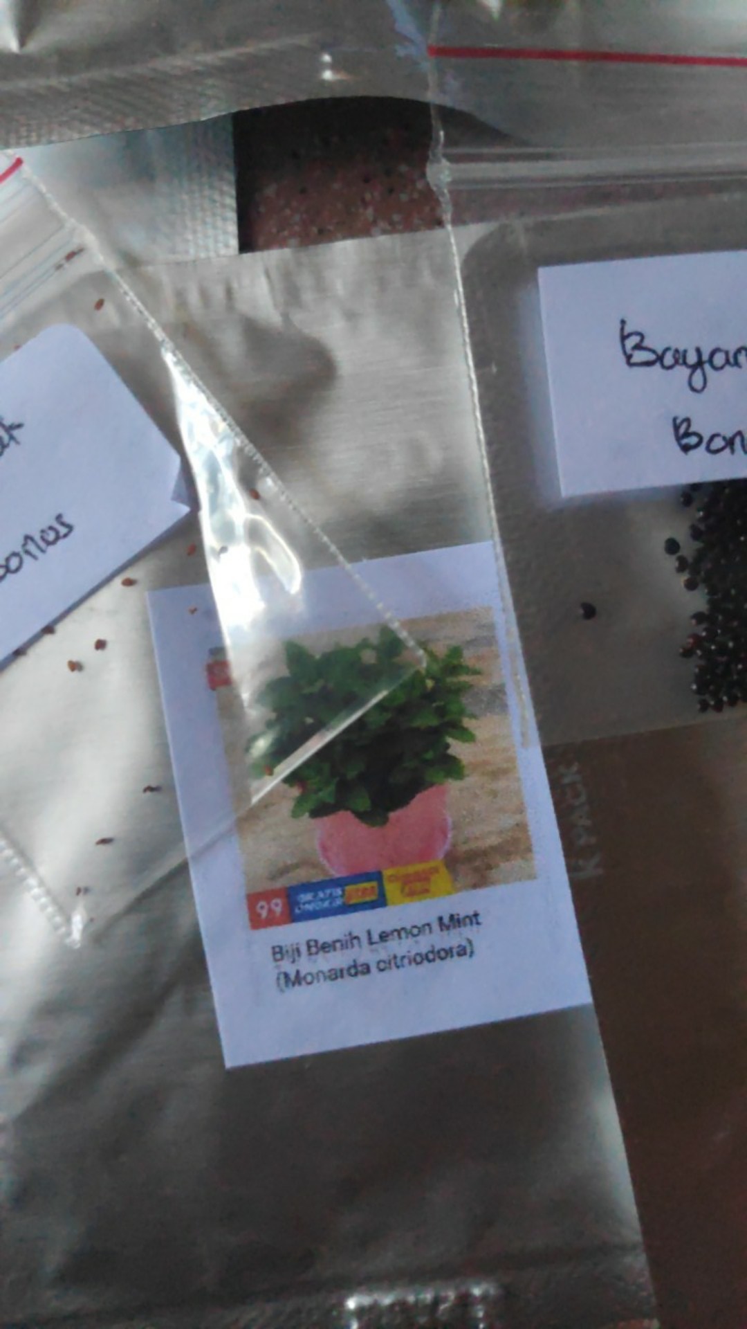 Biji Benih Lemon Mint (monarda Citriodora)