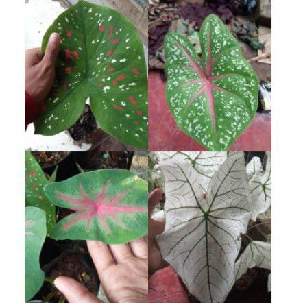 paket tanaman hias keladi 4 jenis