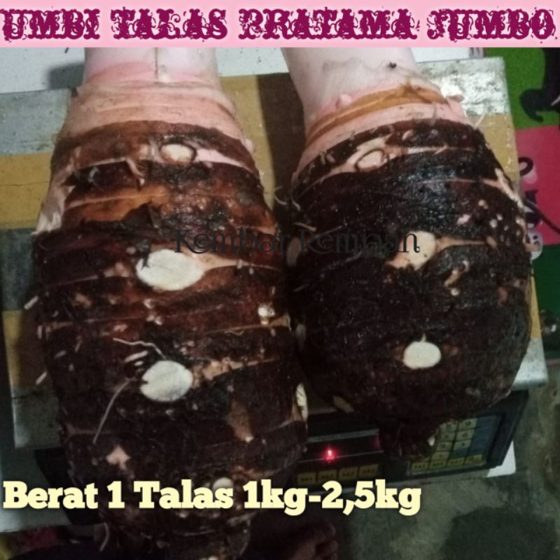Umbi talas pratama konsumsi super punel