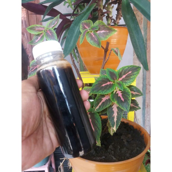 

Madu Murni Hitam Asli Akasia