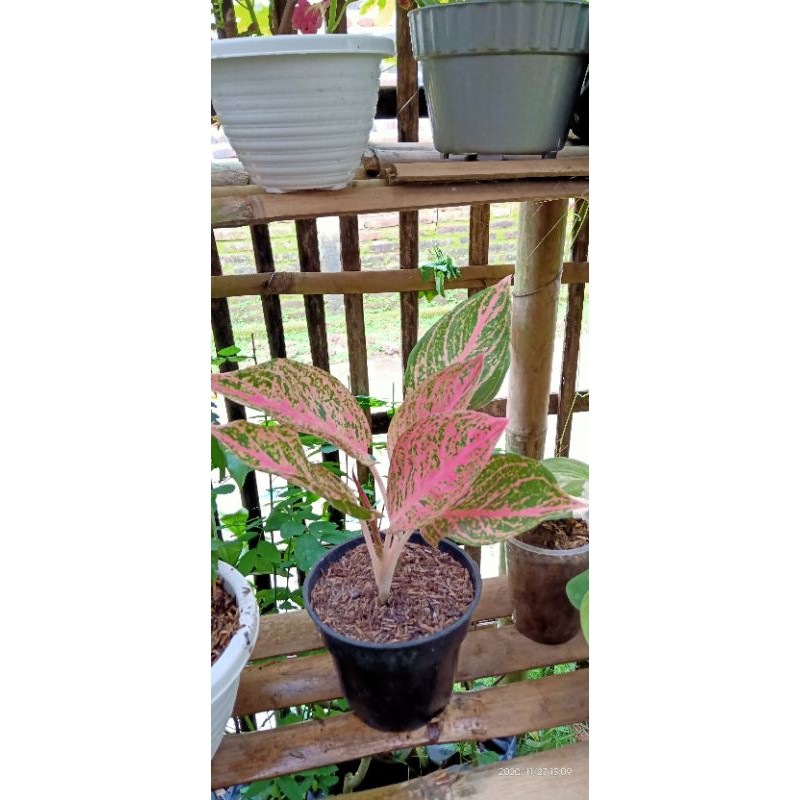 Aglaonema Tamara