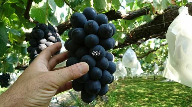 Bibit anggur import hitam kualitas super